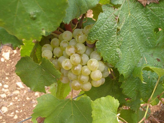 Vinification chardonnay