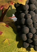 Grappe de pinot noir