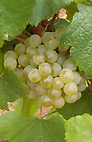 Grappe de chardonnay