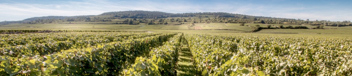 Côte de Beaune Parigot