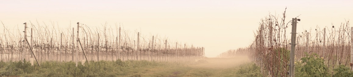 Hautes Côte de Beaune - Parigot